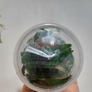 그로비타 무균수초 틔움 - Cryptocoryne wendtii Mi Oya 후기 + 간단한 조직배양 수초 심는 팁