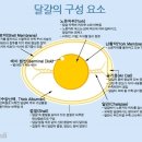 영양의 보고 달걀, 고르는 법과 보관법 이미지