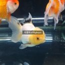 화이트풀빌 이미지