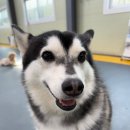 땅콩 애견유치원 이미지