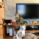 흰그루밍 이미지