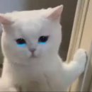 강쥐엄마네 이미지