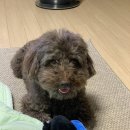 항상,예쁘개 이미지