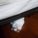꼬모 Daum카페