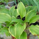 유원농장 이미지