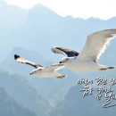 오리 날다 이미지