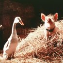 순박2농장 이미지