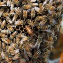 여왕벌 PC 이미지