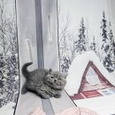 도그앤피플 동물병원 이미지