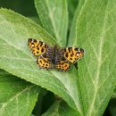 분당에덴동물병원 이미지