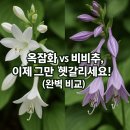 비비추꽃집