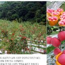 소백산풍기사과 이미지