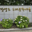 20240525 울산 방어진고래문화마을 수국 이미지