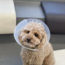 다올동물의료센터 망포점 | 다올동물의료센터 망포점 강아지 일요일 진료 후기