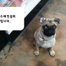 위드독스 샵 이미지