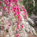 덕수농원 이미지