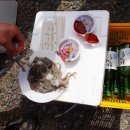 국도4호선 Daum카페