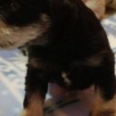 루스켄넬 이미지