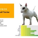 [국제공인견] 불 테리어 / Bull Terrier 이미지