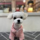 까까몽 애견미용실 이미지