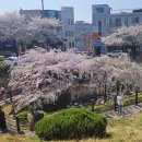 빨래터 | 벚꽃보러 대구 앞산 빨래터공원 다녀온 후기