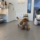 메이그루밍 이미지
