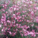 양지로7C 이미지