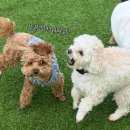 보들보들 유치원 이미지