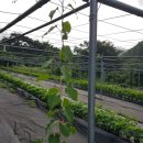 한실농장 이미지