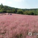 핑크뮬리 이미지