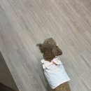 시녹헤어 네이버블로그