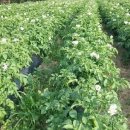 순이네농장 이미지