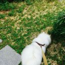 곰퍼니