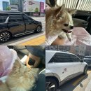 카카오펫 | 카카오 펫택시 가격 예약 내돈내산 탑승 후기