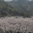동막리 | 삼척 동막리 벚꽃캠핑 “내평계곡 캠핑장”(feat.노스피크옐로우스톤)