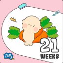 임신 21주차 시험관 쌍둥이 임신 6개월 정밀초음파 22주 배뭉침 태동없는 임산부