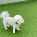 마마스미독펜트하우스 광주애견유치원&애견호텔 본점 이미지