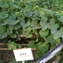 코카coca 이미지