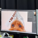 발이봉길 | 분당 반려동물사진관 로그스튜디오에서 강아지 컨셉사진 후기