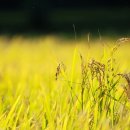 경북농약종묘사 이미지