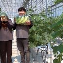 경락농장 이미지