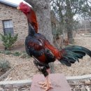 더(THE)치킨 이미지