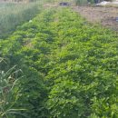 천왕농장 이미지