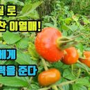 해당화-항산화물질 덩어리!! 중장년의 몸을 활력이 돌게 만드는 강정,강장효과 탁월! 혈관질환과 당뇨, 복부비만이 복합적으로 일어나는 대 이미지