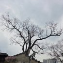 5976 | 창덕궁 낙선재 완벽가이드 : 입장료, 소요시간, 관람 꿀팁 정리