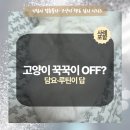 꾹꾹이 하는 고양이(kneading cats) | 고양이 꾹꾹이 안하는 이유 7가지｜이불 꾹꾹이는 왜 할까? 재질·온도·루틴 3가지 대처법