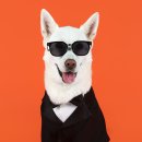 풍이농장 이미지