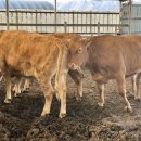 승지축산 이미지