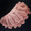 백두대간 자생씨앗 아름다움에 반하다 이미지