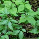 아침 이레 농장 이미지